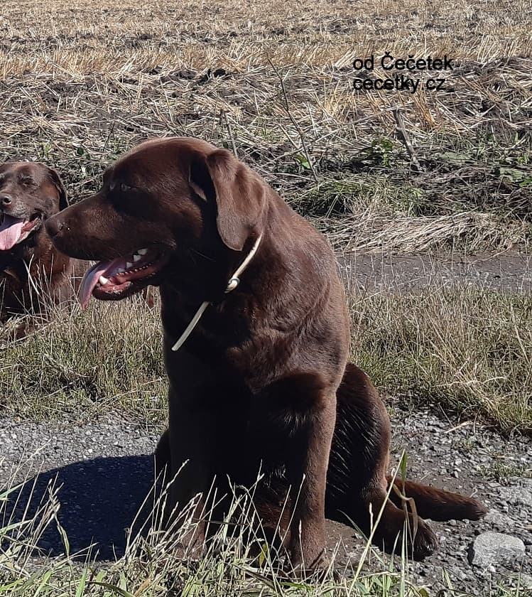Labrador – čokoládová