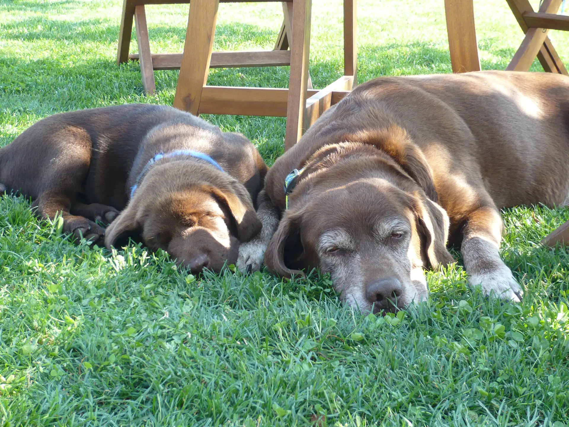 Labradoři v trávě