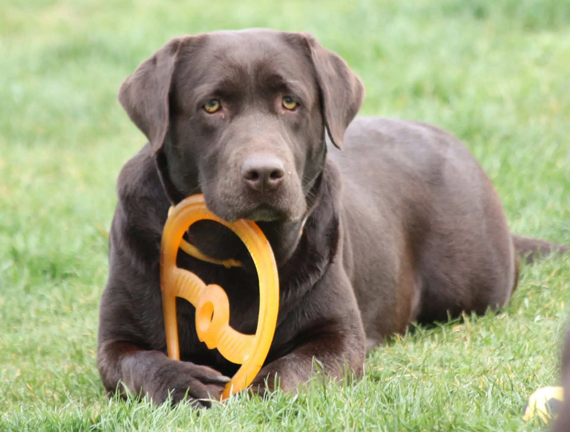 Labrador při aportu